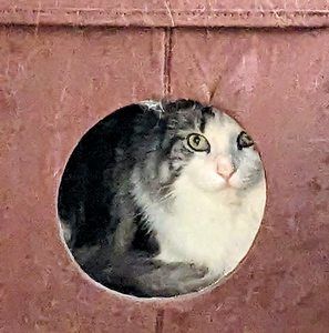 Meet your Posher, Karen